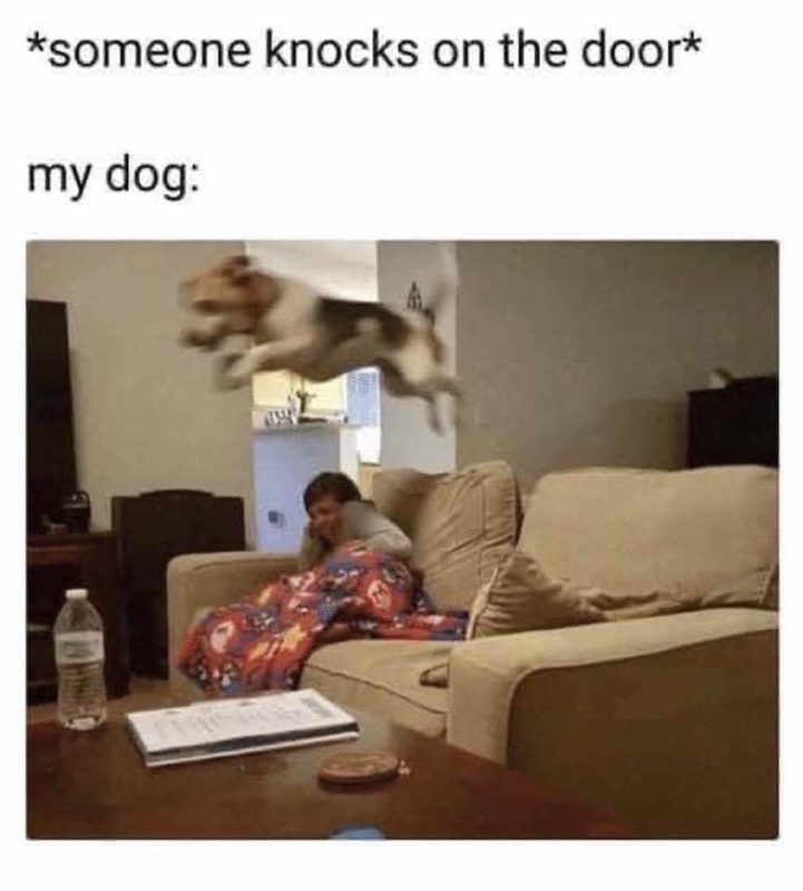 Dog Door Knock