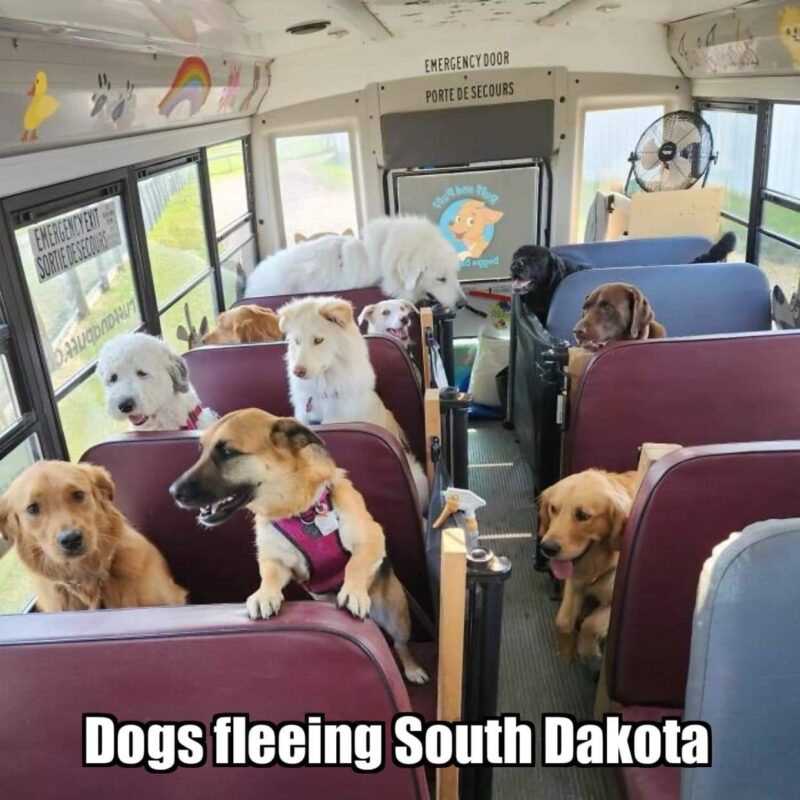 Dogs Fleeing South Dakota