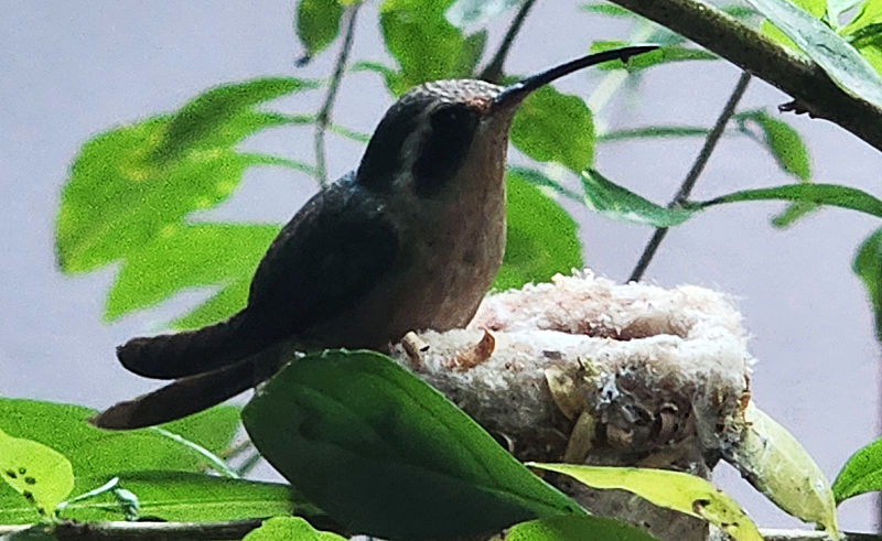 Colibri