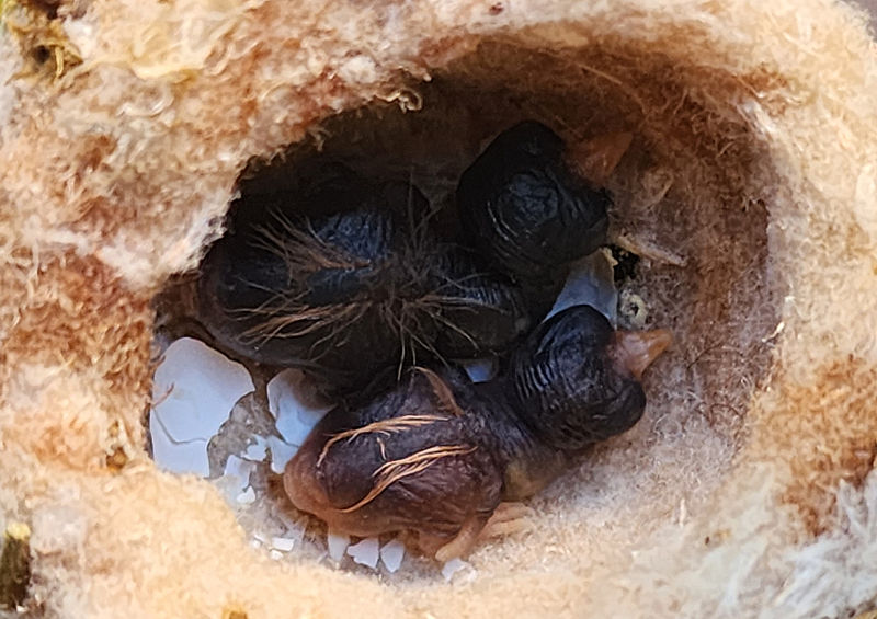 Colibritos